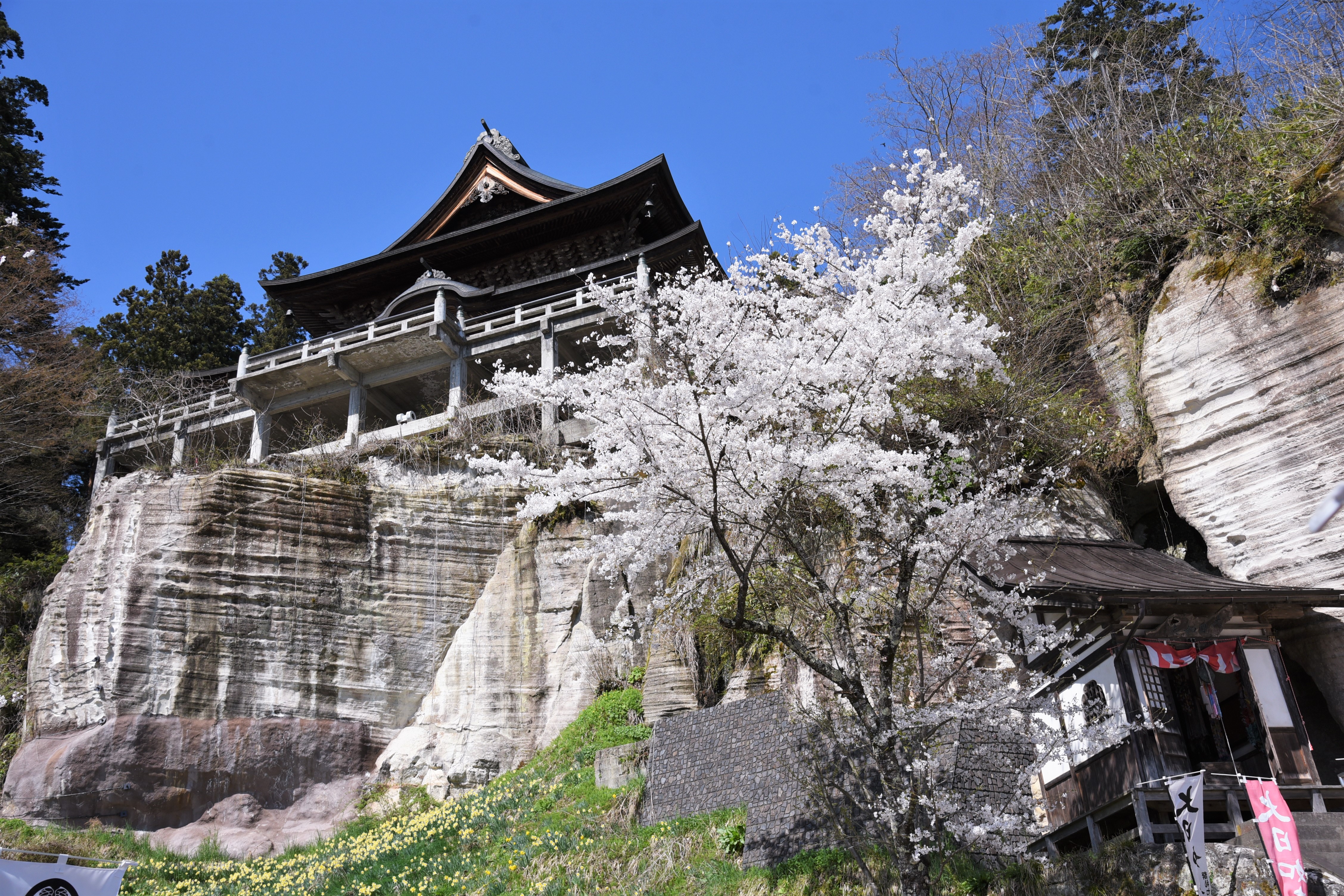 圓藏寺の春の画像