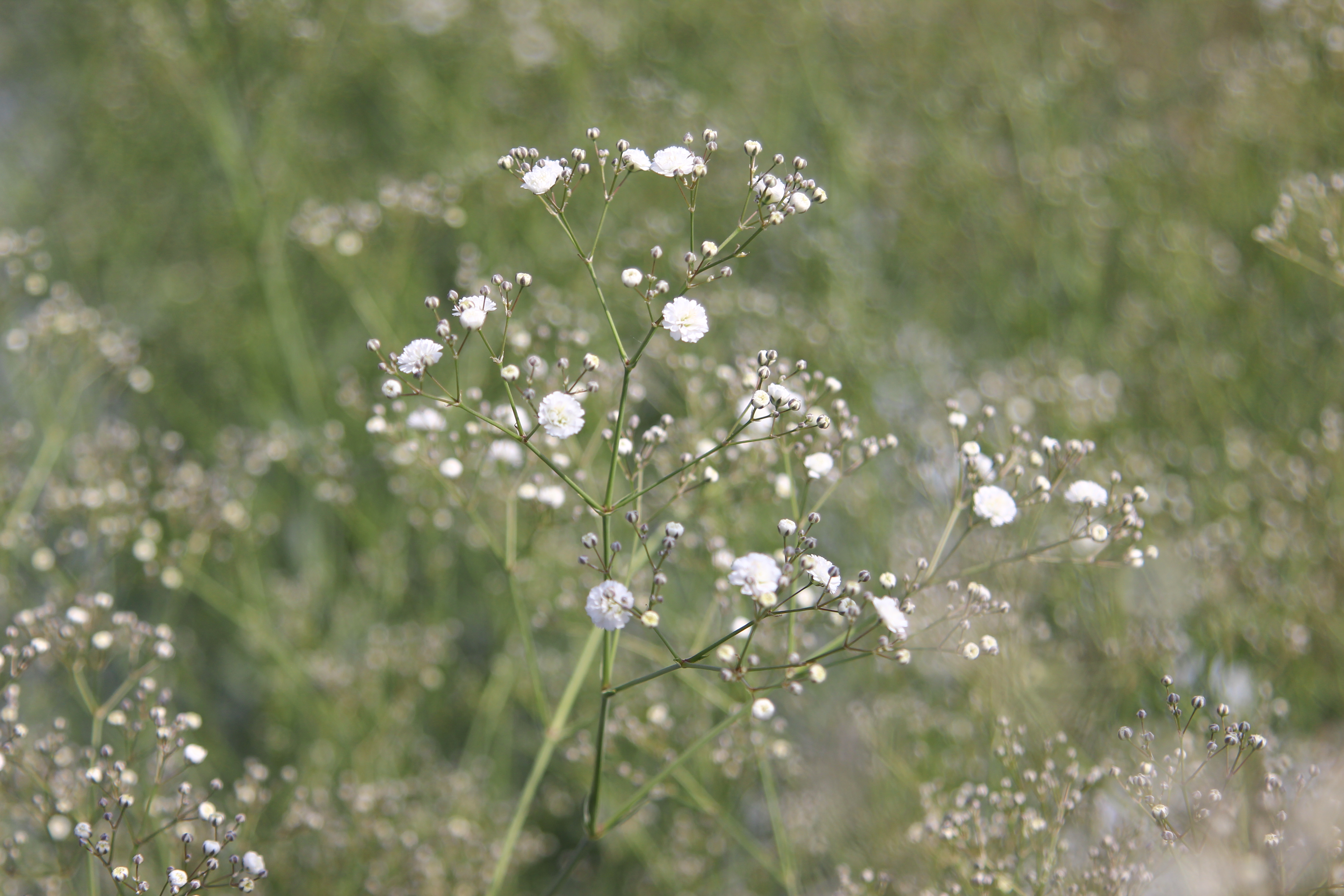 柳津町のかすみ草