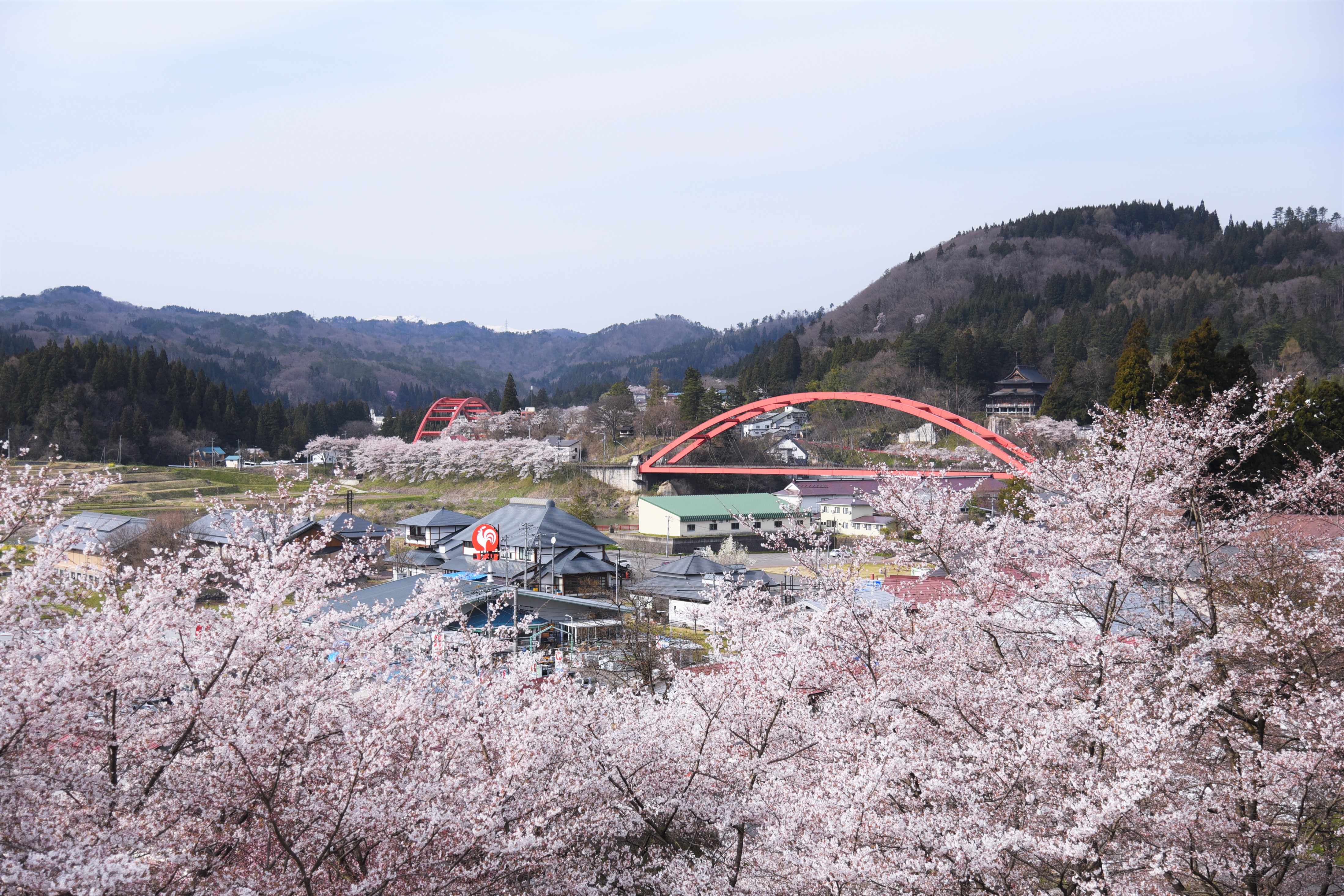 赤い橋と桜の画像