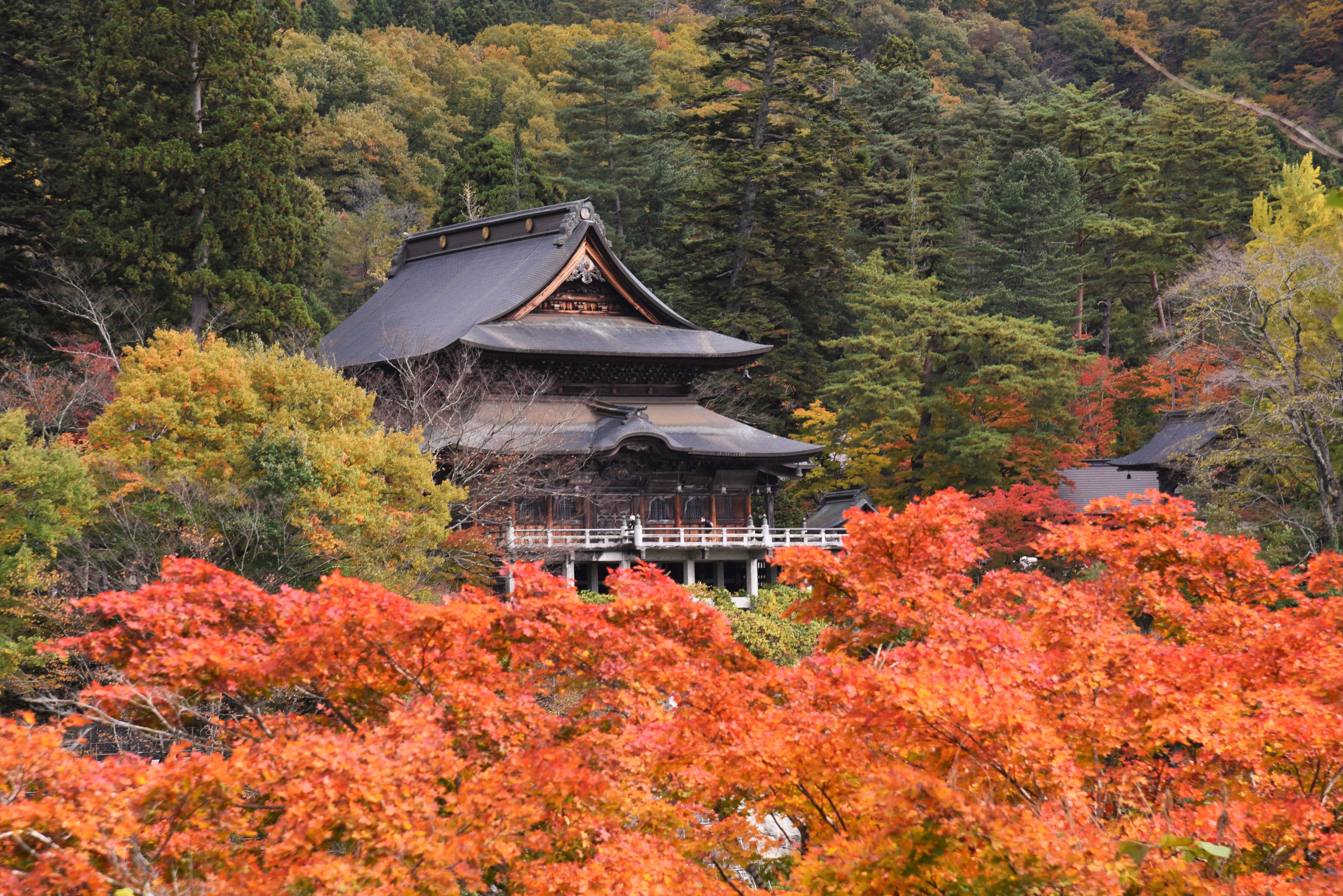 紅葉に浮かぶ圓藏寺の画像