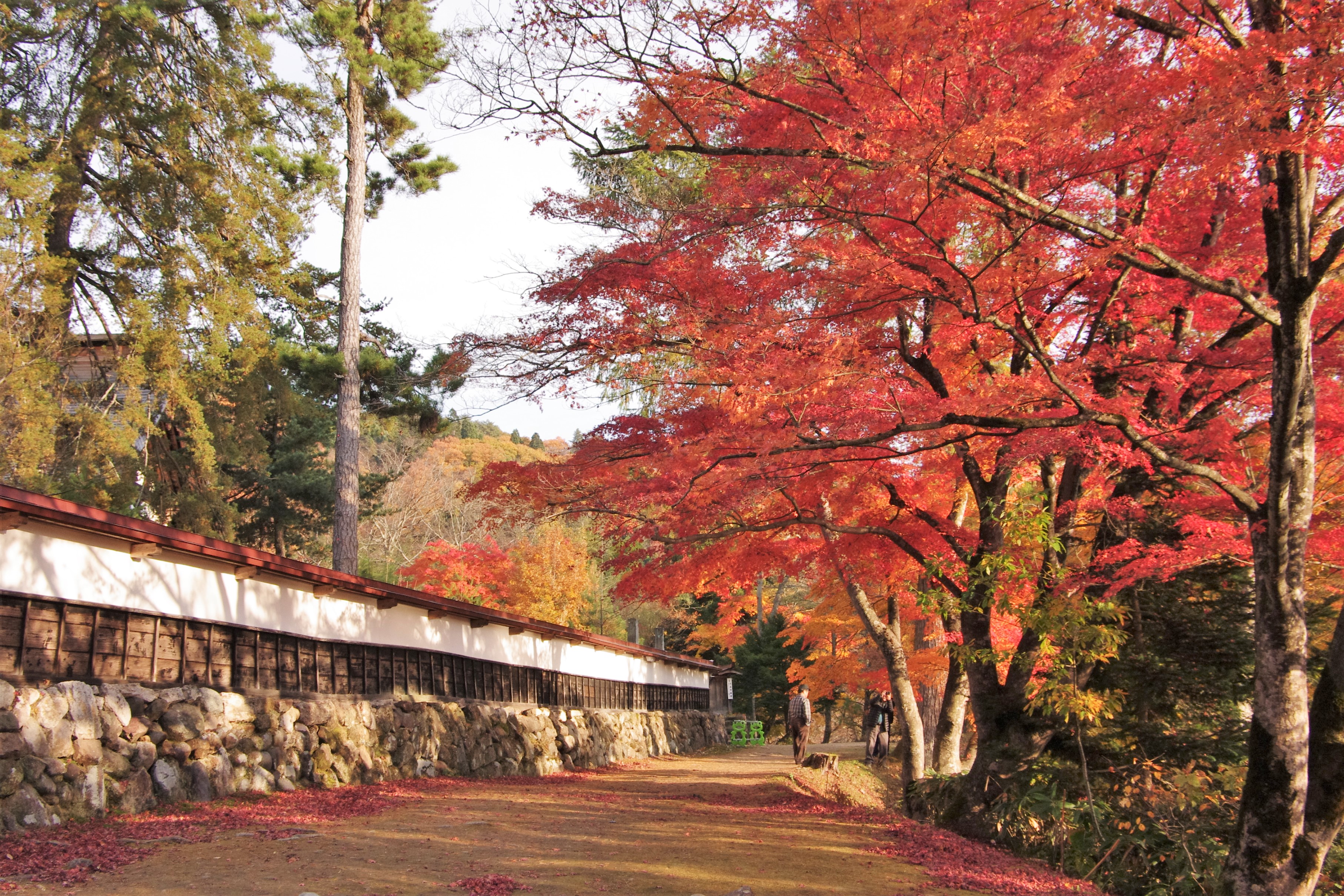 圓藏寺の白壁と紅葉の画像