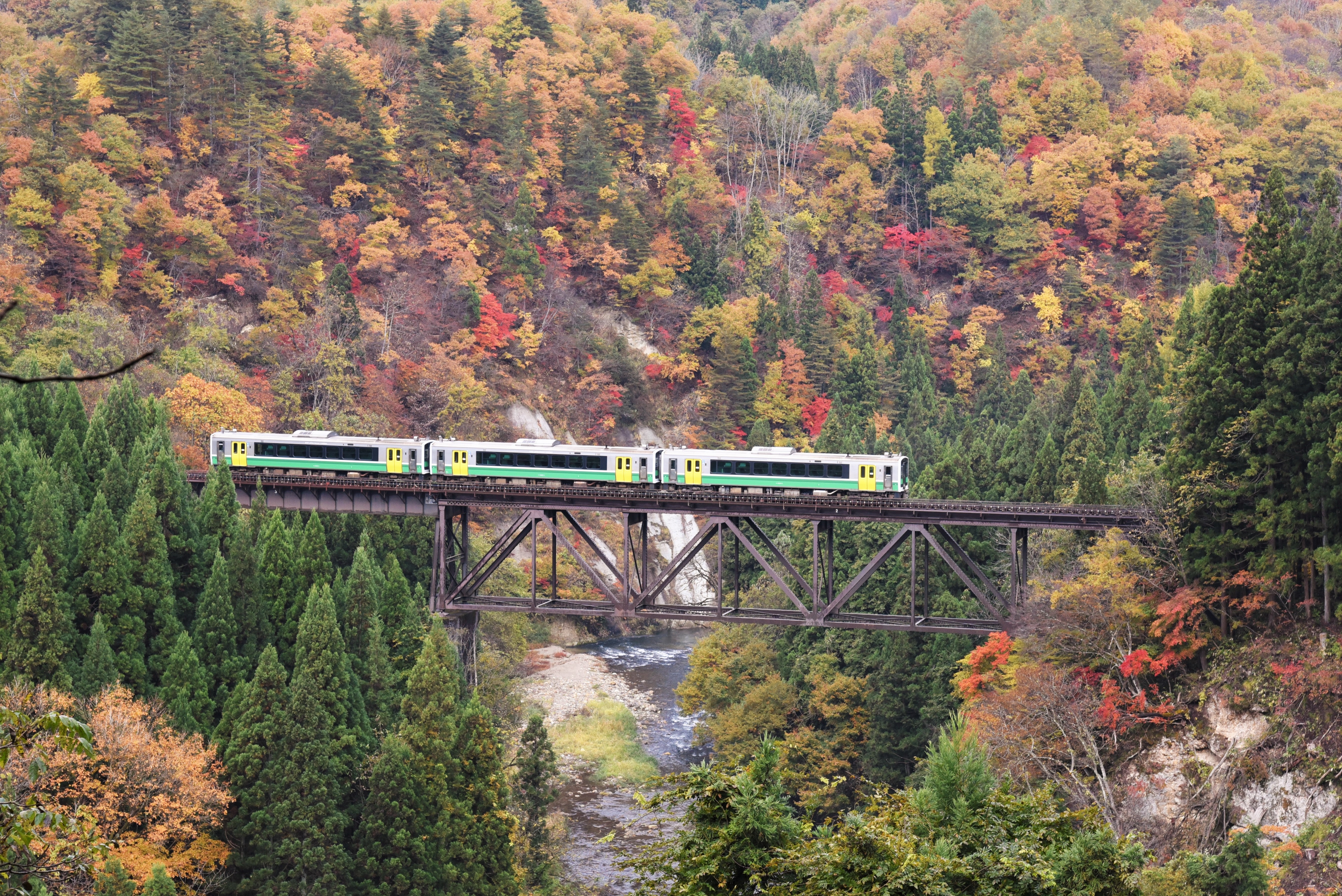 紅葉の渓谷を走る只見線の画像